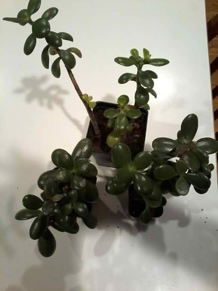 Photo of free Houseplants (Hawthorne Hills in NE Seattle) #1