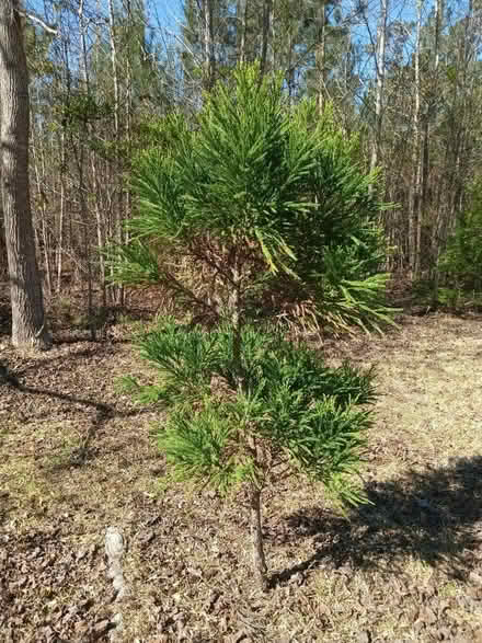 Photo of free 3 Bald Cypress (1359 Rodney Road Conway SC) #1
