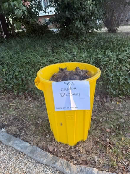 Photo of free Canna rhizomes (Hillsmere) #1
