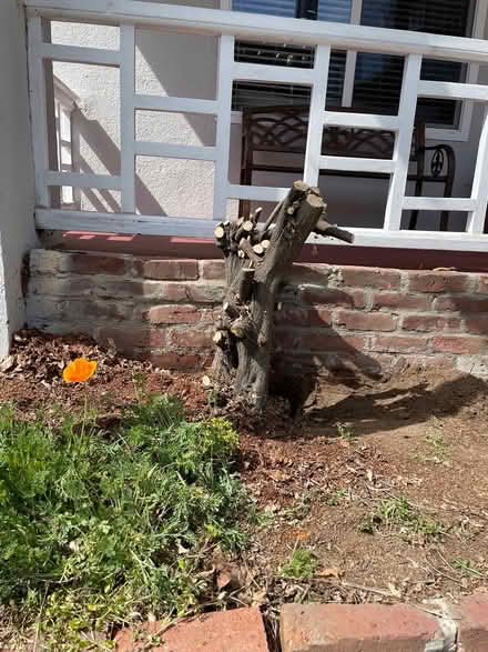 Photo of free Wisteria Stump (East Temesca) (East Temescal, (off Broadway)) #1