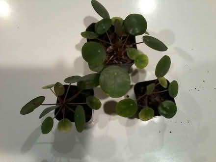 Photo of free Houseplants (Hawthorne Hills in NE Seattle) #3