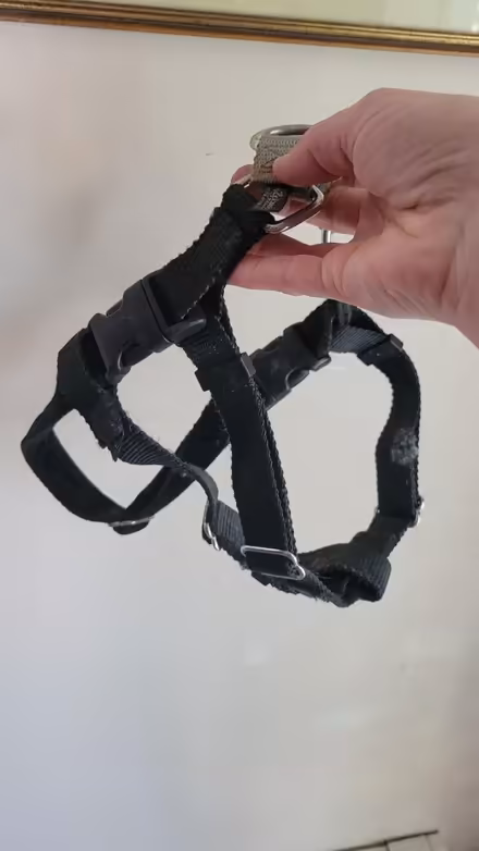 Photo of free No-pull dog harness (Aberdeen by train station) #2