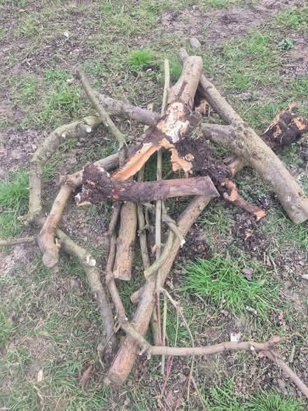 Photo of free Firewood (Lords Wood ME5) #1