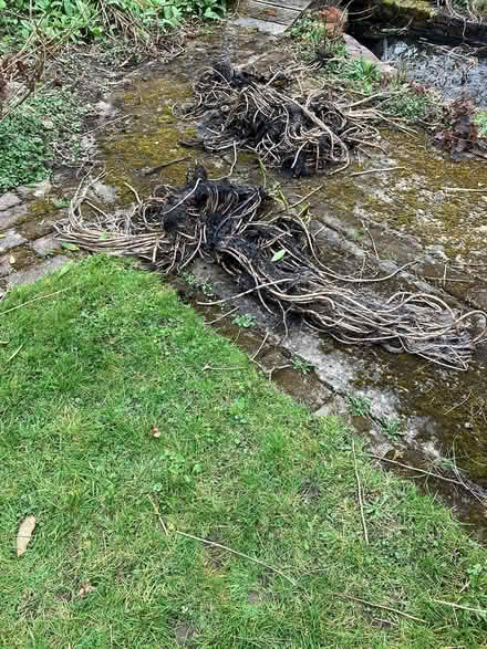 Photo of free Water Lily Roots (Otham ME15) #2