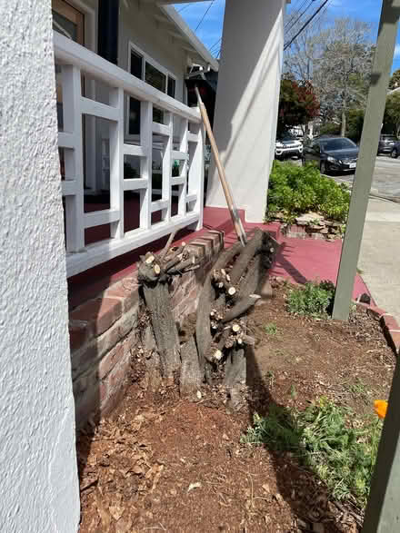 Photo of free Wisteria Stump (East Temesca) (East Temescal, (off Broadway)) #3