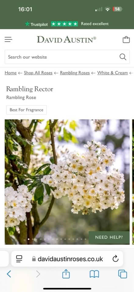Photo of free Rambling Rector rose (Topsham EX3) #2