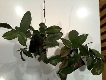Photo of free Houseplants (Hawthorne Hills in NE Seattle) #2