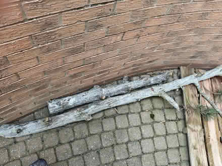 Photo of free Firewood (NR7) #3