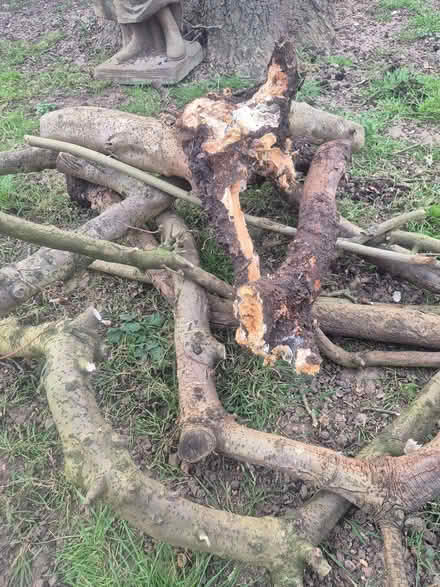 Photo of free Firewood (Lords Wood ME5) #2