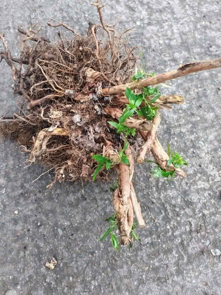 Photo of free Evergreen clematis (Lazonby CA10) #1