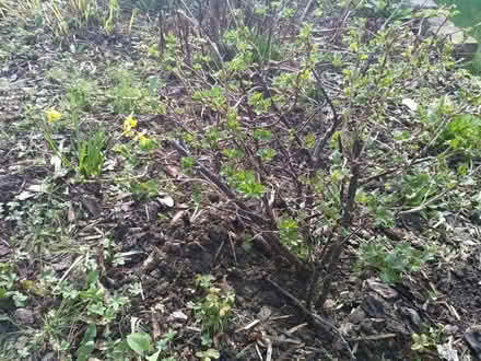 Photo of free Red gooseberry plants (Halton LS15) #1