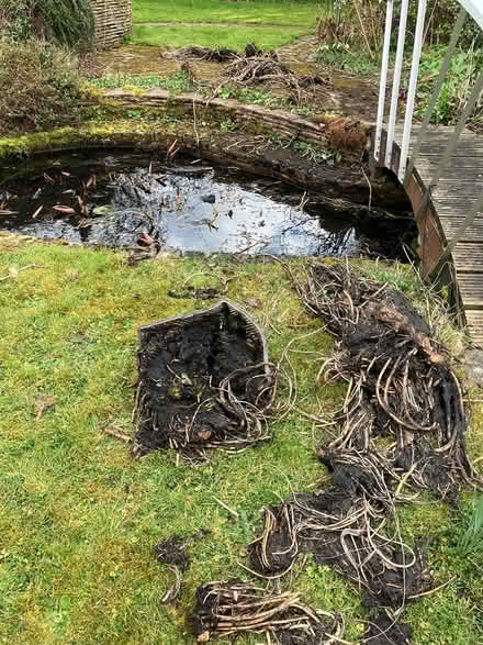 Photo of free Water Lily Roots (Otham ME15) #1