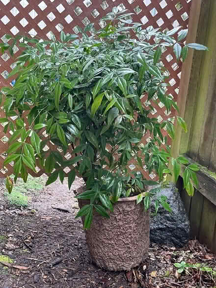 Photo of free Nandina domestica ‘Gulfstream’ (Northgate) #1