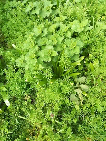 Photo of free Nettles and cleavers (Wembley) #1