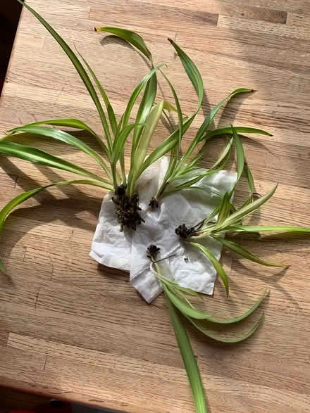 Photo of free Spider Plants (Sykesville, MD) #1