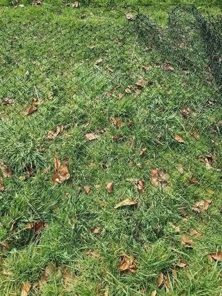 Photo of free Chain link fencing (Highworth SN6) #3