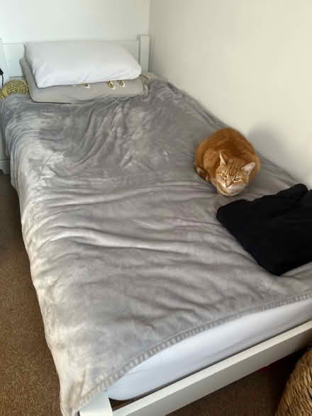 Photo of free Solid wood bed (Warren Evans) (Botley OX2) #1