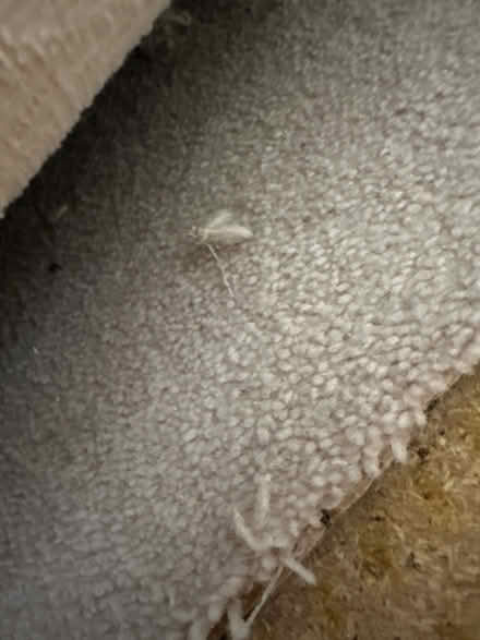 Photo of free Duralay underlay and carpet pieces (NG3) #3
