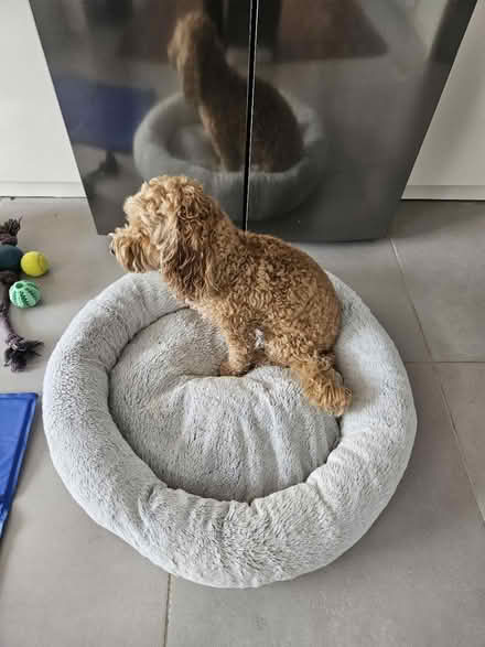 Photo of free Dog bed (Twickenham TW2) #1