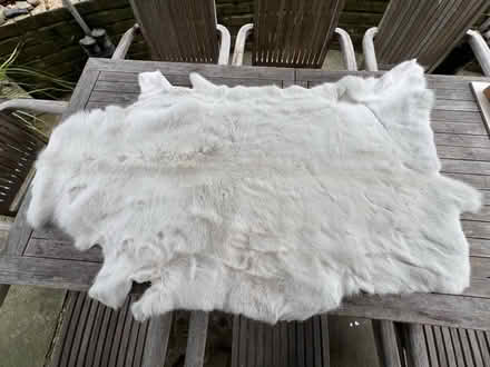 Photo of free White reindeer hide (Peckham SE15) #1