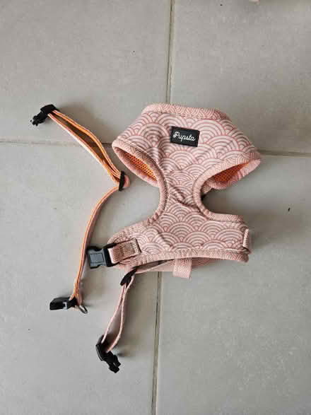 Photo of free Dog collar and harness (Twickenham TW2) #1