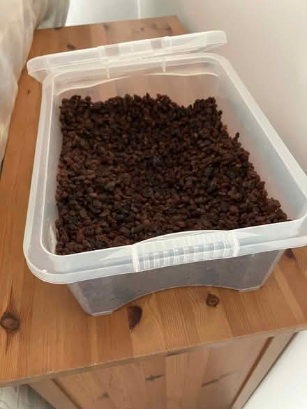 Photo of free Raisins (New Harbour PA3) #1