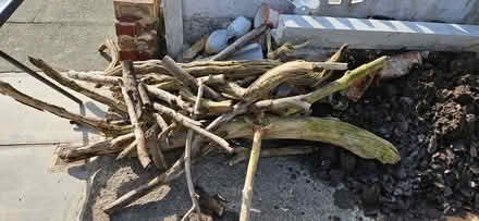 Photo of free A collection of driftwood pieces (Sea) (Thornton FY5) #1
