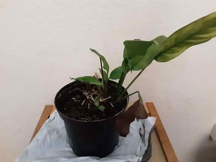 Photo of free Peace Lily Plant (Old Headington OX3) #1