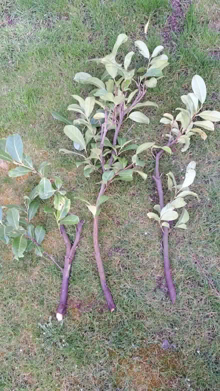 Photo of free Laurel hedge (KT9 Chessington) #1