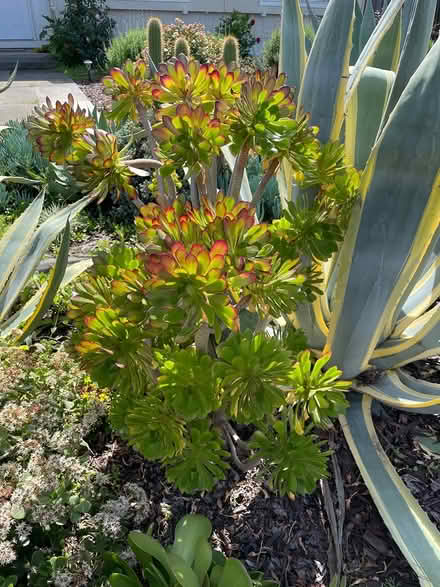 Photo of free Succulent cuttings for rooting (Near De Anza College) #1