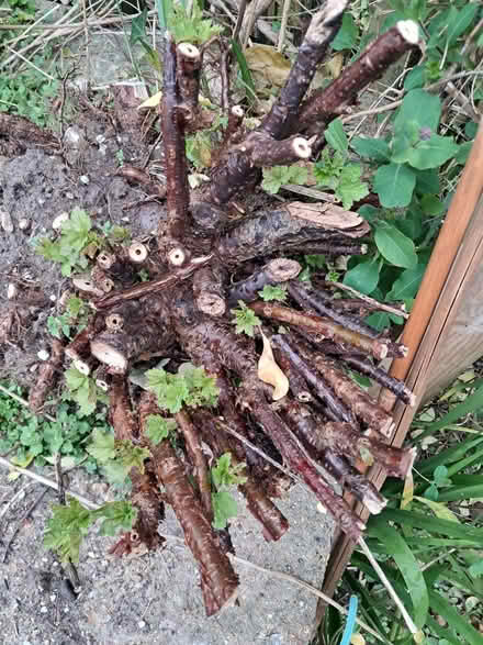Photo of free Red Currant Root (Belmont SM2) #1