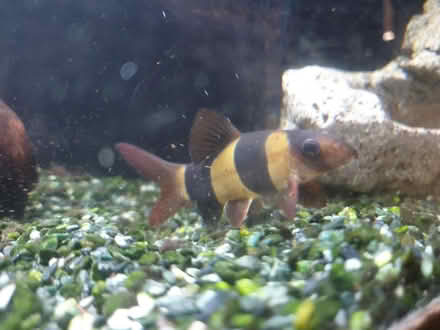 Photo of free Clown loach (Putney SW15) #1