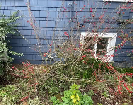 Photo of free Two Cotoneaster Hedge plants (Wedgwood) #2