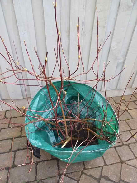 Photo of free Large dogwood (Harrogate, HG2) #1