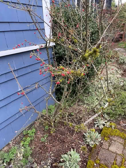 Photo of free Two Cotoneaster Hedge plants (Wedgwood) #1