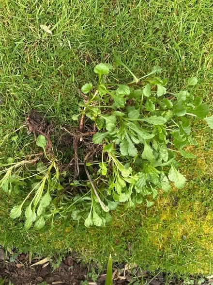 Photo of free Daisy plants (Barnard's Green WR14) #1