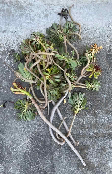 Photo of free Succulent cuttings for rooting (Near De Anza College) #2