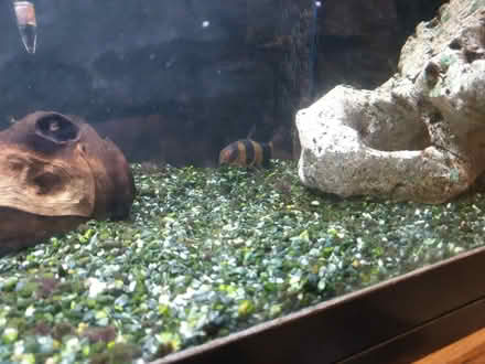 Photo of free Clown loach (Putney SW15) #2