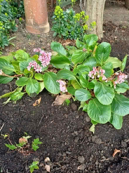 Photo of free Evergreen elephants ears plants (Harrogate, HG2) #1