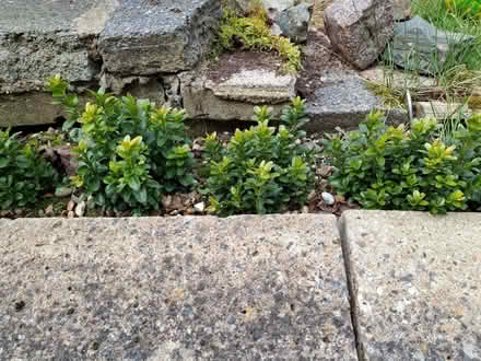 Photo of free 23 Hedging plants (Watton at Stone SG14) #2