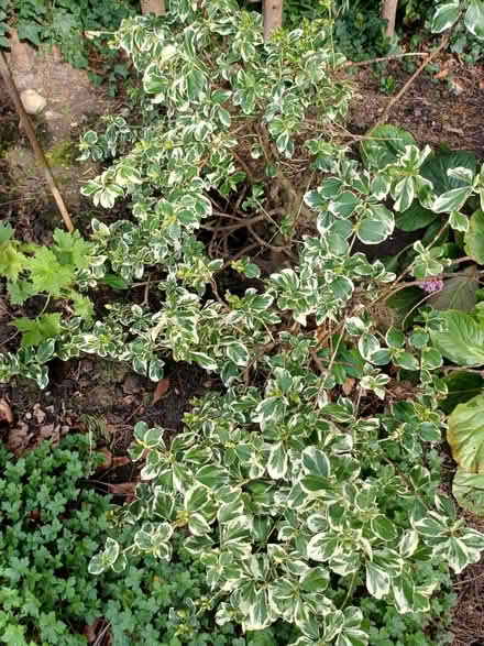 Photo of free Large evergreen euonymus bush (Harrogate, HG2) #1