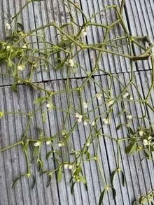 Photo of free Berried mistletoe cuttings for propagating (Caldecott OX14) #1