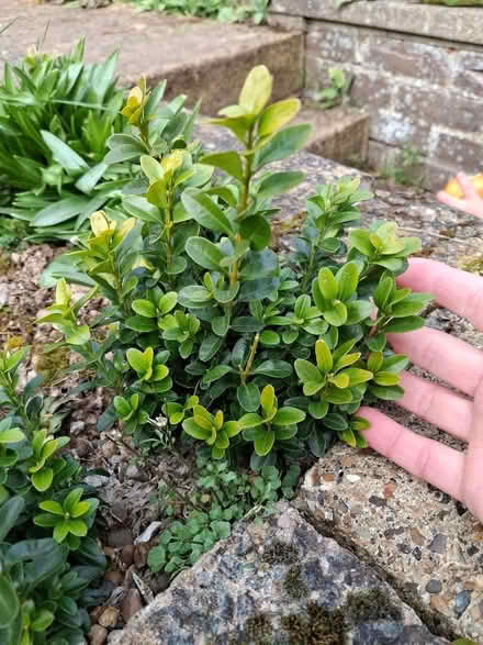 Photo of free 23 Hedging plants (Watton at Stone SG14) #1