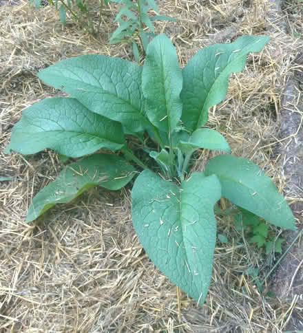 Photo of free Comfrey (Orgreave S13) #1