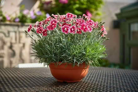 Photo of free Dianthus 'Flutterby' Pink (Orgreave S13) #1