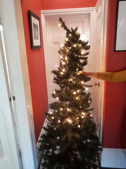 Photo of free Christmas tree (Iffley Road OX4) #1