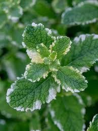 Photo of free Pineapple Mint Plant (Orgreave S13) #1