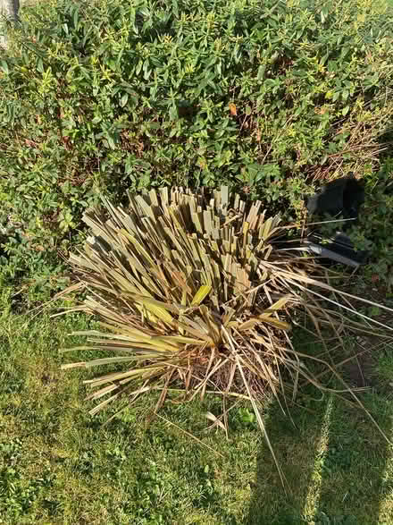Photo of free Phormium plants (Keynsham) #1