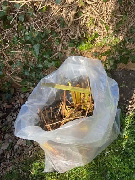 Photo of free Phormium plants (Keynsham) #2