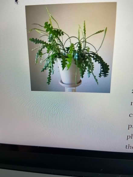 Photo of free zig zag cactus cuttings (west medford) #2